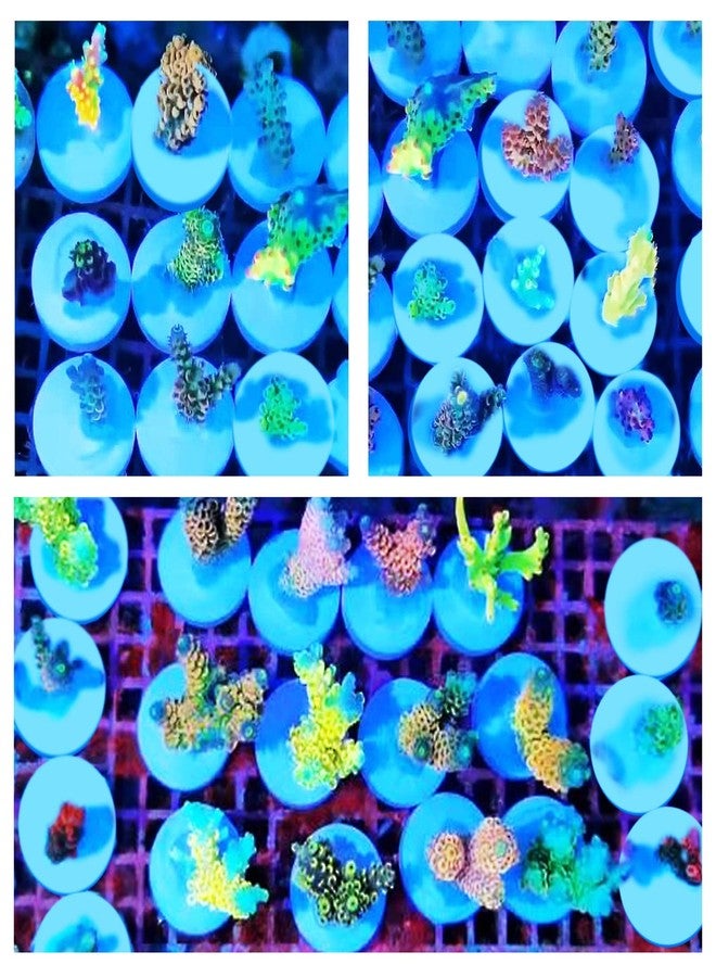 Saricho Ceramic White Coralline Coral frag Plugs Coral frag Base Round/Big Size Round/Hexagon (round24mm40pcs) - Image 4